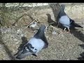 Gorgueros de Carlos Loza 14