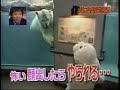 japanses girl versus polar bear