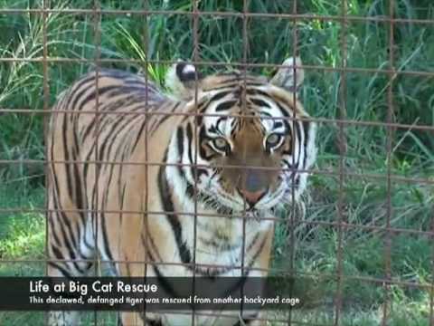 Tiger Penthouse box Bobcat