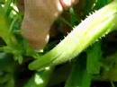 Gathering Squash and Cucumbers, 2008 Garden Vlog 8