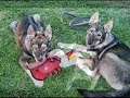 Sitka, The Malamute Puppy