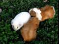 guinea pig モルモットのお散歩3（無修正ノーカット版）