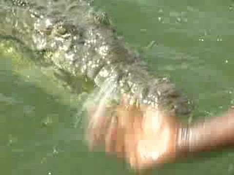 American Crocodile