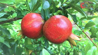 আনার/বেদানা(Pomegranate)-...