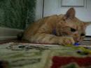 Dumas The Cat