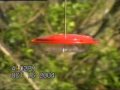 Female Ruby-Throated Hummingbird Female Ruby-Throated Hummingbird