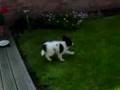 Papillon puppy Muppet hyper