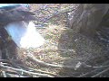 Eagle Eats Remants of Egg