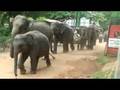 Elephants trek to the river near Kandalama, Sri Lanka.