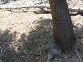 Hermit Thrush in the Yosemite forest