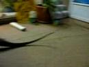 Kharma the Rhino iguana and her pal Pugsley the 17 yr old green iguana out of their room for a bit.