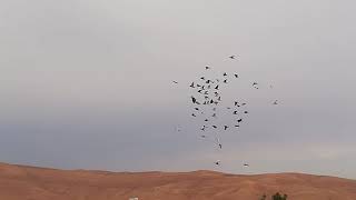 مخيم السخنه اكرم السرحان