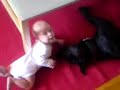 pitbull playing with child 
