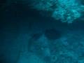 Eagle_Rays_Down_Wife_is_Up