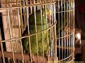 Funny amazon parrot