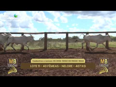 545� LEIL�O VIRTUAL MB LEIL�ES