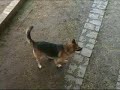 gigi e teo in un giorno di ordinaria ignoranza!