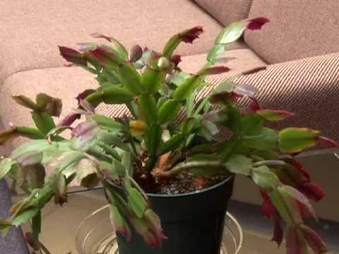 how to transplant a dying cactus