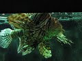 Houston Zoo Lion Fish