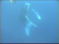Biol 2012 General Zoology Introduction Biol 2012 General Zoology Introduction