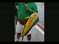 videos de PMC 2ND ANNUAL FISHING TRIP