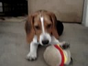 My Beagle and the Cheeseburger My Beagle and the Cheeseburger