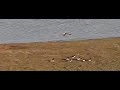 House Martins collecting mud pellets for the nest