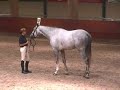 Zirocco Blue VDL KWPN goedgekeurd 2007 verrichtingsonderzoek
