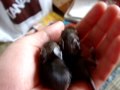 Filhotinhos de Degu Filhotinhos de Degu