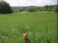 videos de Dogs on Purdown.mov