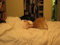 Puppy Play Fighting- Chihuahua Jack Russell Terrier Mix