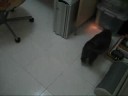 Cat chasing the light