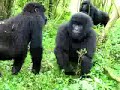 Attenti al Gorilla Attenti al Gorilla