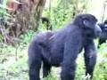 Attenti al Gorilla