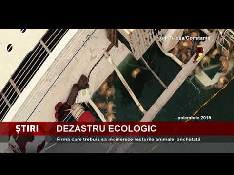Anchetă în cazul oilor înecate în Portul Midia, îngropate pe un teren viran