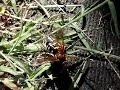 Cicada Killer Wasp...with dinner!