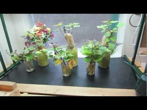 how to transplant sweet potato slips