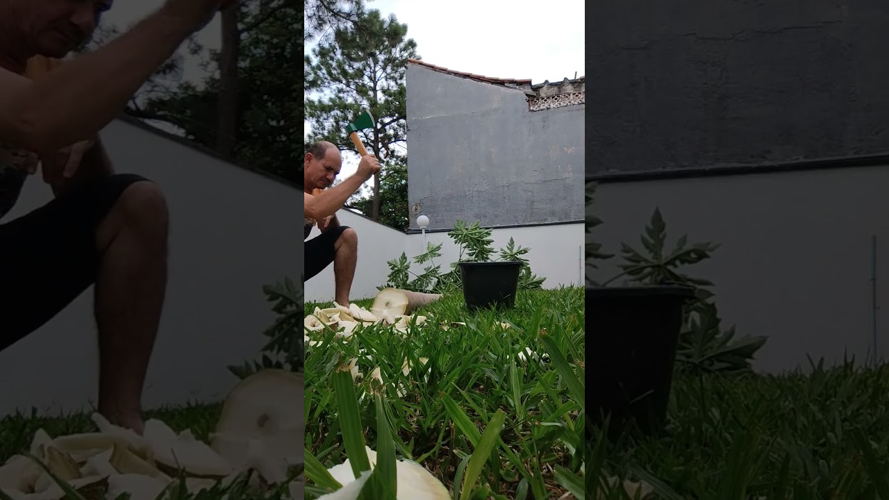 Machadinha Comendo Solta