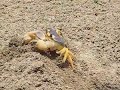 Cute Crabs in Mexico
