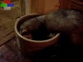 Badger and Rolo with the water bowl Badger and Rolo with the water bowl