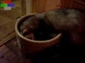 Badger-and-Rolo-with