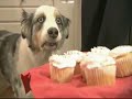 Dramatic Cupcake Dog Revelation