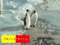 Si-Pingu-Yang-Dengki