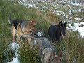 German Shepherds Sam, Kee & Jazz