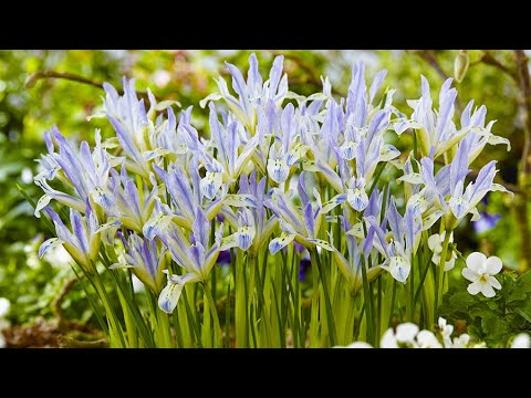 how to plant dutch iris