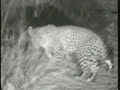 Lioness & Leopard 5/6/2008-WildEarth PM Drive