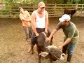 mi compa tortuga en el deporte de ginete pero fracaso y se fua a volear zapatos jajaja