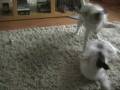 videos de Zomaar een middagje met D & V ©
