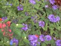 Le jardin botanique 4