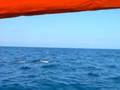 videos de BAGNO CON DELFINI A ZANZIBAR CON TUFFO DA BARCA